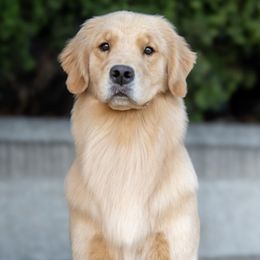 Opal - Golden Retriever