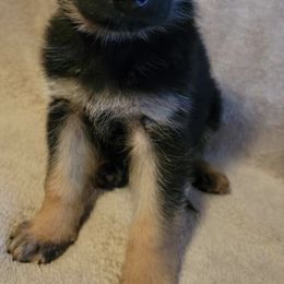 German Shepherds from Heitzman Farm