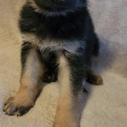 German Shepherds from Heitzman Farm