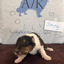 Collie Puppies from A/K Rough Collies
