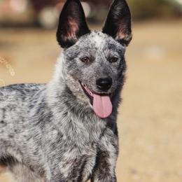 Nebula - Blue speckled female Australian Cattle Dog puppy in Marana, Arizona from Impact 3rd Australian Cattle Dogs