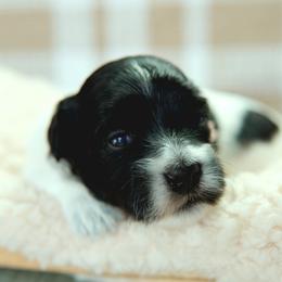 Betsy - Black and white female Coton de Tulear puppy in Forney, Texas from Buttercup Cotons of Texas