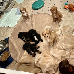 Poodle Puppies from Grandy’s Pretty Poodles