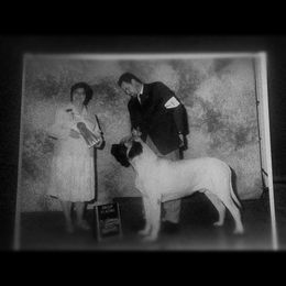 Mastiff Puppies from Celtic's Mastiffs