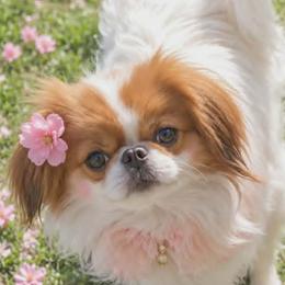 Saffron - Japanese Chin