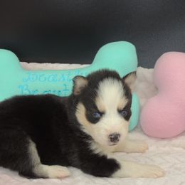 Pomsky and Siberian Husky Puppies from Beastly Beauties Huskies & Pomskies