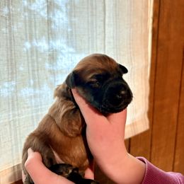 Boy 5 - Wheaten male Soft Coated Wheaten Terrier puppy in Fowler, Ohio from Warzalas wheatens