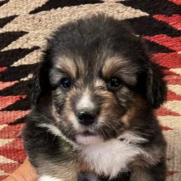 June - Black and tan female American Corgi puppy in Tome, New Mexico from Blue Diamond Welsh corgis