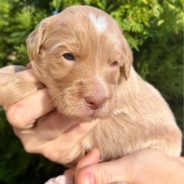 Red Boy - Apricot male Goldendoodle puppy in Huntsville, Alabama from Winchester Doodles