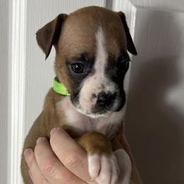 Luke - Fawn male Boxer puppy in Ocala, Florida from Bowers Boxers