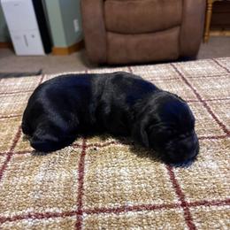 Female - Black female German Shorthaired Pointer puppy in Wadena, Minnesota from Helmbrecht GSP's