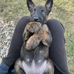 Dutch Shepherd Puppies from Oak Creek K9