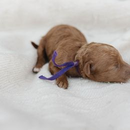 Cavapoo and Poodle Puppies from Puppy Buddy USA