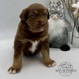 RTM - Red tri-color male Australian Shepherd puppy in Thornton, Colorado from 303 Aussies
