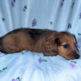 Boy 2 - Dapple male Dachshund puppy in Columbiana, Alabama from Bendita Kennels