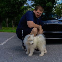 Samoyed Puppies from Kenjo Samoyeds