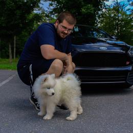 Samoyed Puppies from Kenjo Samoyeds