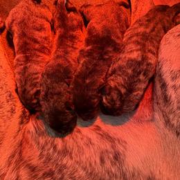 Girl 2 - Tiger female Perro de Presa Canario puppy in Houston, Texas from Space City Presas