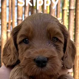 Skippy - Caramel red male Australian Labradoodle puppy in Riverside, California from Sycamore Canyon Labradoodle