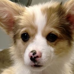 Cosmo - Fawn merle American Corgi puppy in Hopkinsville, Kentucky from Pardon My French Corgis