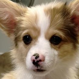Cosmo - Fawn merle American Corgi puppy in Hopkinsville, Kentucky from Pardon My French Corgis