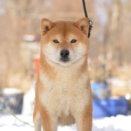 Shot - Shiba Inu