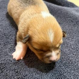 AKC Girl - Red female Pembroke Welsh Corgi puppy in Sutherland, Nebraska from RK Corgis