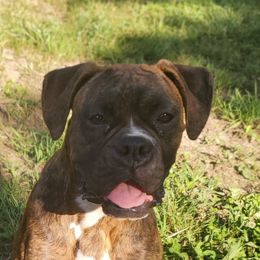 Pru - Boxer