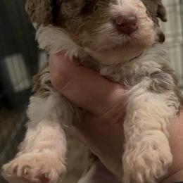 Bernedoodle Puppies from Bernied00dle Love