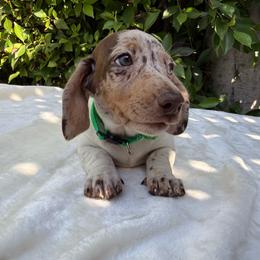 Bruno - Dapple male Dachshund puppy in Temecula, California from Naomi Magee's Dachshund Kennel