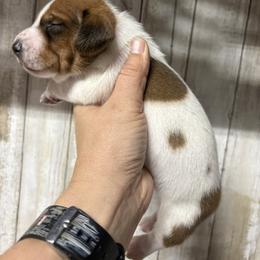 Rockstar - Piebald male Dachshund puppy in Eunice, Louisiana from 4J's Cajun Kennels