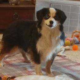 Elvira - Miniature American Shepherd