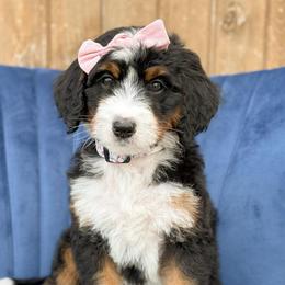 Darling - Tri-color female Bernedoodle puppy in Bellville, Ohio from Bernedoodle Buddies