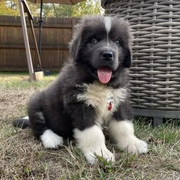 Girl 4 - White and gray female Newfoundland puppy in New York from Johnson Farms