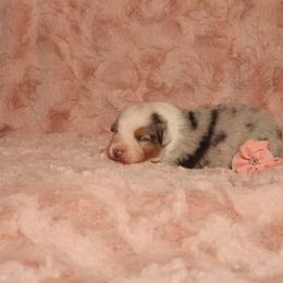 Australian Shepherd Puppies from Lori's Australian Shepherds