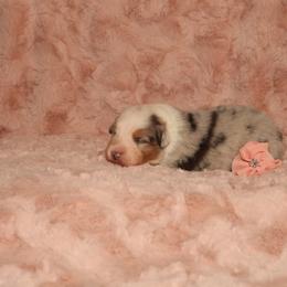 Australian Shepherd Puppies from Lori's Australian Shepherds