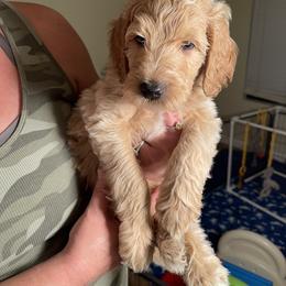 Double Doodle, Goldendoodle, Labradoodle, and Poodle Puppies from Amore Doodles & Poodles