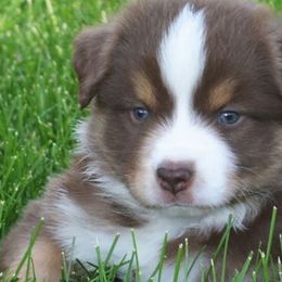 Miniature Australian Shepherds from Penelope’s Aussie Paws