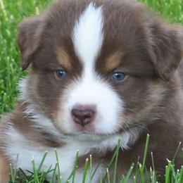 Miniature Australian Shepherds from Penelope’s Aussie Paws