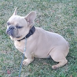 French Bulldogs from Pown4pown