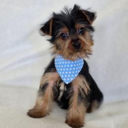 Boy Reduced for V-day - Black and tan male Yorkshire Terrier puppy in Aiken, South Carolina from Sio's Yorkies