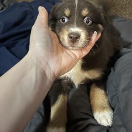 Jasper - Red tri-color male Australian Shepherd puppy in Sioux Falls, South Dakota from ER Aussies