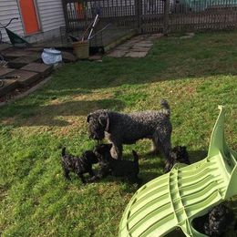 Kerry Blue Terrier Puppies from Hotlick’s Kerry Blue Terriers