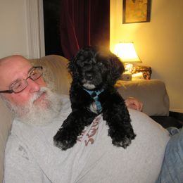 Portuguese Water Dog Puppies from Topsail PWDs