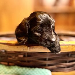 Cypress (Brindle Doxiepoo) - Brindle female Companion Cross puppy in Waldron, Arkansas from Kay’s Cutie Poos