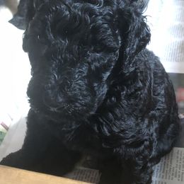 White boy - Black male Poodle puppy in Fleischmanns, New York from Kava Poodles