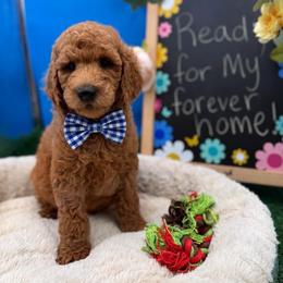 Mikey - Apricot male Goldendoodle puppy in Willacoochee, Georgia from Kitandkboodle's Doodles