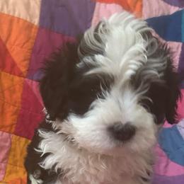 Bailey- blue - Tri-color female Bernedoodle puppy in Lynch Station, Virginia from Mini Bernedoodles by Ziva & Zac