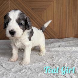 Teal Girl - Merle female Bernedoodle puppy in Modesto, California from Two Doods Doodles