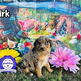 BMM orange collar - Blue merle male Australian Shepherd puppy in Greenville, Texas from Amandas Aussies